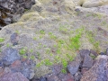 Island 2016 Web 0292