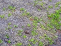 Island 2016 Web 0293