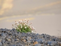 Island 2016 Web 0681