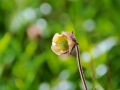 Island 2016 Web 0734