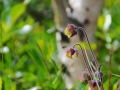 Island 2016 Web 0735