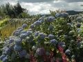 inverwe_gardens-712