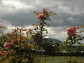 inverwe_gardens-719