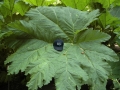 inverwe_gardens-732