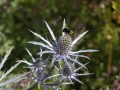 inverwe_gardens-743