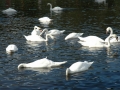 loch-lanak-1382