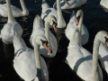 loch-lanak-1385