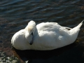 loch-lanak-1391