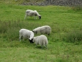 wanlockhead-1265
