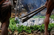 papua-2012-tag06-dani-0661