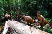 papua-2012-tag12-kuruwai-sago-1287