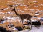 chile-2013-tag-04-2-lauca-np-0555