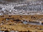chile-2013-tag-04-2-lauca-np-0558