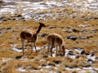 chile-2013-tag-04-2-lauca-np-0559