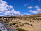 chile-2013-tag-04-2-lauca-np-0603