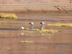 chile-2013-tag-08-1-el-tatio-1365