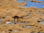 chile-2013-tag-08-1-el-tatio-1373