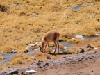 chile-2013-tag-08-1-el-tatio-1375