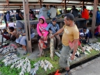 papua-2012-tag05-wamena-0396