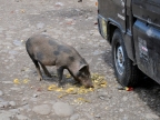 papua-2012-tag05-wamena-0443
