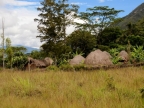 papua-2012-tag06-dani-0560