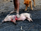 papua-2012-tag06-dani-0610