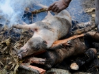 papua-2012-tag06-dani-0639