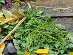 papua-2012-tag06-dani-0677