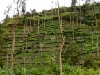 papua-2012-tag07-baliem-schlucht-0816