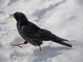 schweiz-03zermatt-0410-504-2
