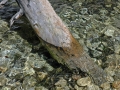 almbachklamm_070607-155