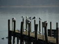 ciemsee_0208-113