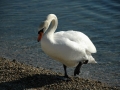 ciemsee_0208-116