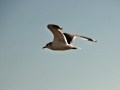 ciemsee_0208-119_2