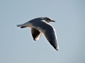ciemsee_0208-121_2