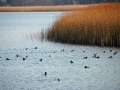ciemsee_0208-191