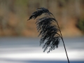 hechtsee_0208-229
