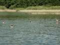 mueritz_0508-361