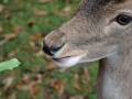 tierpark_silz_642