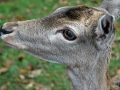 tierpark_silz_643