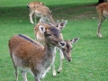 tierpark_silz_646