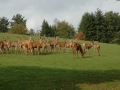 tierpark_silz_657