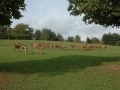 tierpark_silz_659