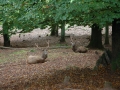 tierpark_silz_660