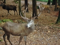 tierpark_silz_664