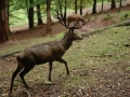 tierpark_silz_665