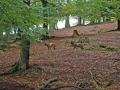 tierpark_silz_666