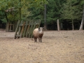 tierpark_silz_667