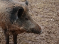 tierpark_silz_669