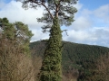 pfalz_altdahn_03-2008-214